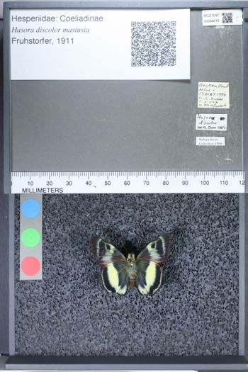 Media type: image;   Entomology 59015